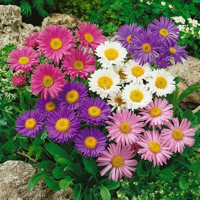 Broche Pétales Fleur Marguerite Rosie