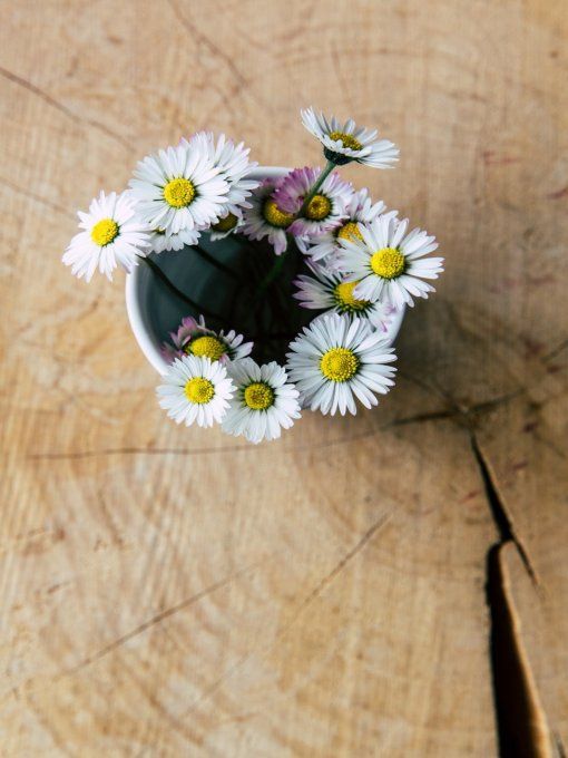 Broche Pétales Fleur Pâquerette Zara