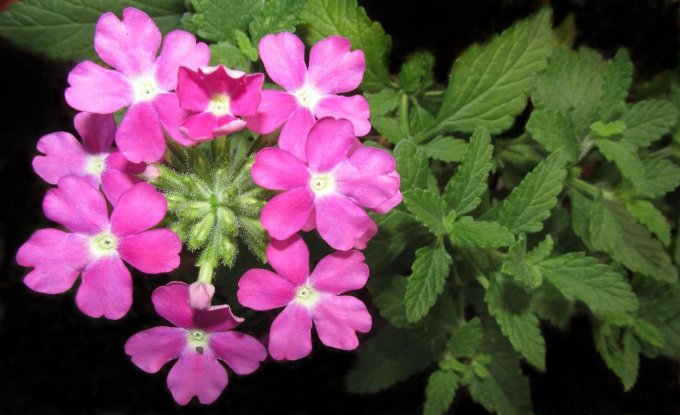 Pendentif médaillon porte-photo Fleur de Verveine Rosy